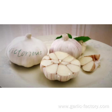 New crop garlic in biig mesh bag